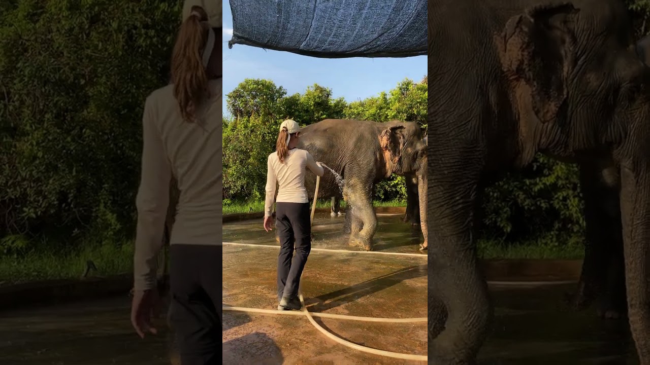 Former Tourist Riding Elephants [ Elephants Conservation ] Saved The Elephants _ Retirement Elephant