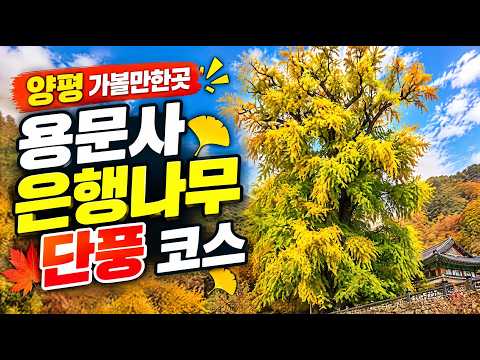 양평 용문사 은행나무 단풍 코스