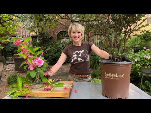 Video: Tips för att odla crepemyrtenträd i behållare