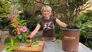How to Grow Crape Myrtle in a Container// Delta Fusion SOUTHERN LIVING PLANT COLLECTION