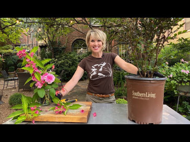 How to Grow Crape Myrtle in a Container// Delta Fusion SOUTHERN LIVING PLANT COLLECTION