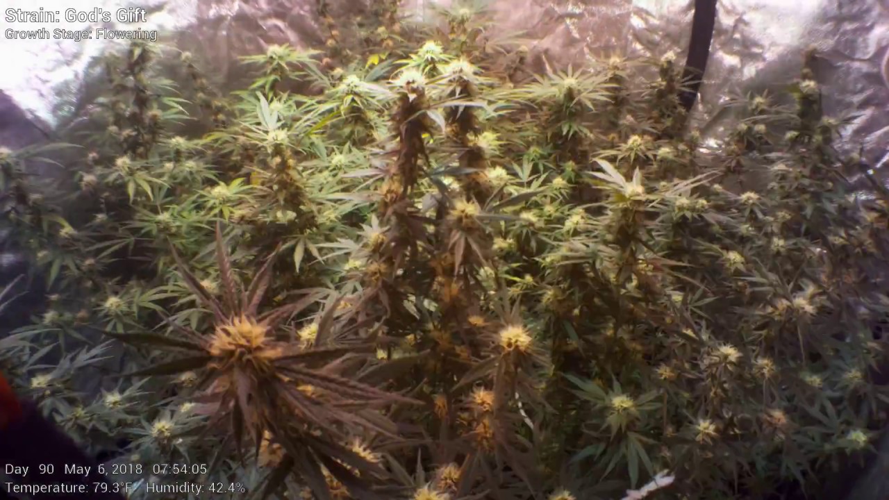 God's Gift - 120 Days In 12 Seconds - Cannabis Tent Time Lapse