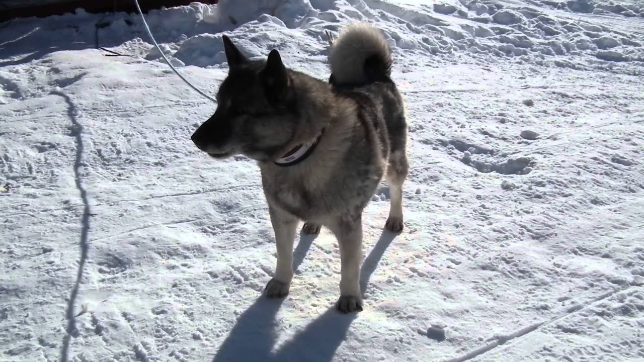 norwegian elkhound bark control