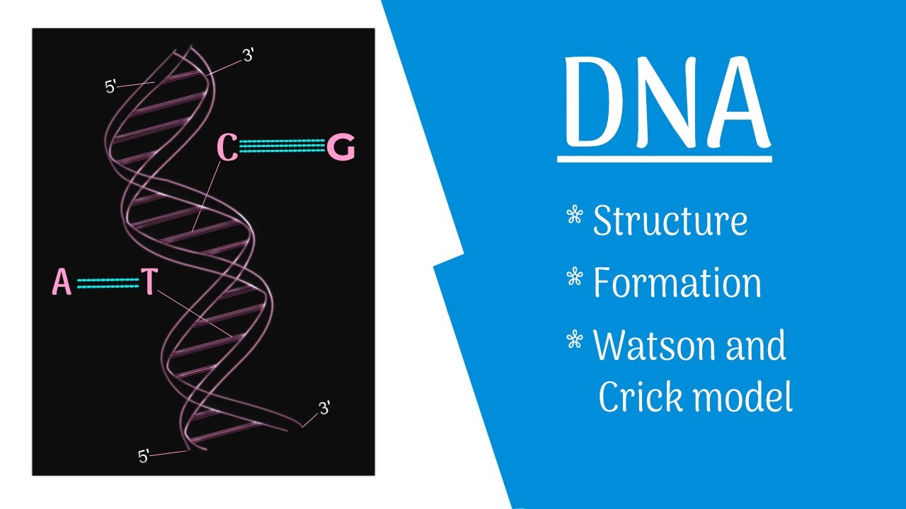 DNA Structure | DNA Formation | Watson and Crick Model of DNA | DNA Double Helix | The Science Info