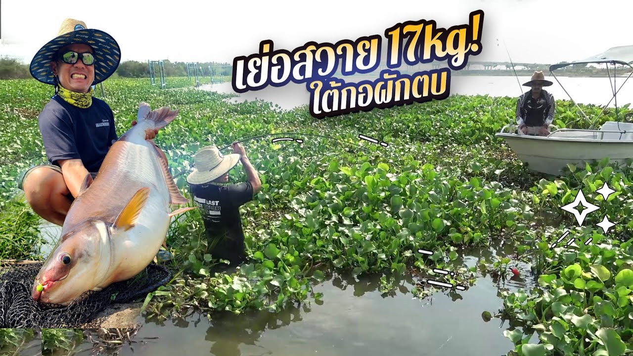 เอาขึ้นยังไง? ตกปลาสวายยักษ์ใต้กอผักตบ! อยุธยา