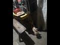 dog vs cat intense fight! hahaha