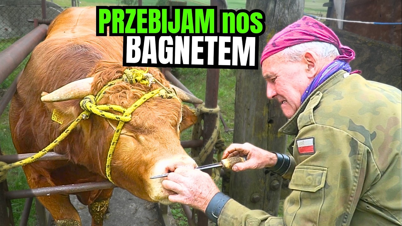PRZEKŁUWAM nos nowemu BYKOWI przy pomocy BAGNETU