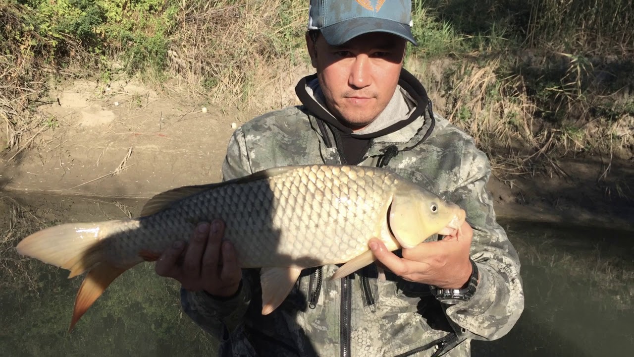 Рыбалка на реке Каратал лето 2017года, Алматинская область, сазан - YouTube