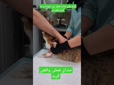 صدای گربه ماده ای که فحل شده است به این صورت است و نه ناله کردن