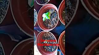 How To Grow Genovese Sweet Basil Plant