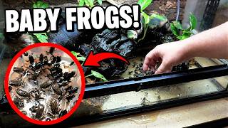My Baby Frog Tank Started Leaking (Emergency Rescue)