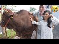 SELAMAT TINGGAL SAPI QURBAN KU 😭 SAMPAI NANGIS