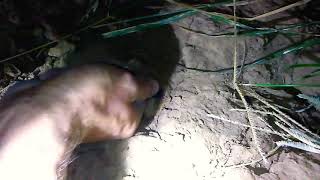 Arrowhead hunting .AWESOME CASHE OF ARTIFACTS part 2 ,mo rocks