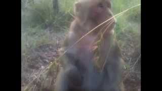 Rhesus Macaque Explores Outback Australia