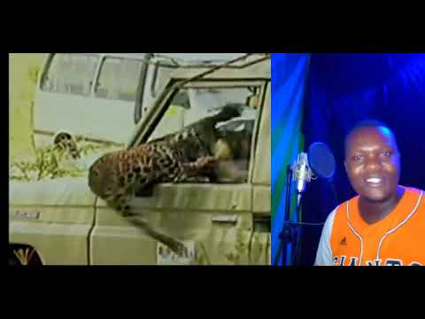Animal revenge Leopard attacks game ranger #krugerpark