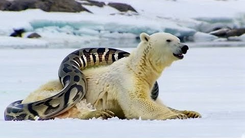 Python Stalks Polar Bear#ai#GPT#sora#kling#openai#story