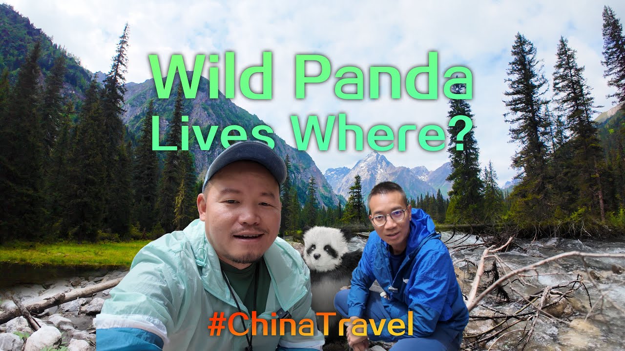 Wild Panda Lives Where? 🇨🇳🐼