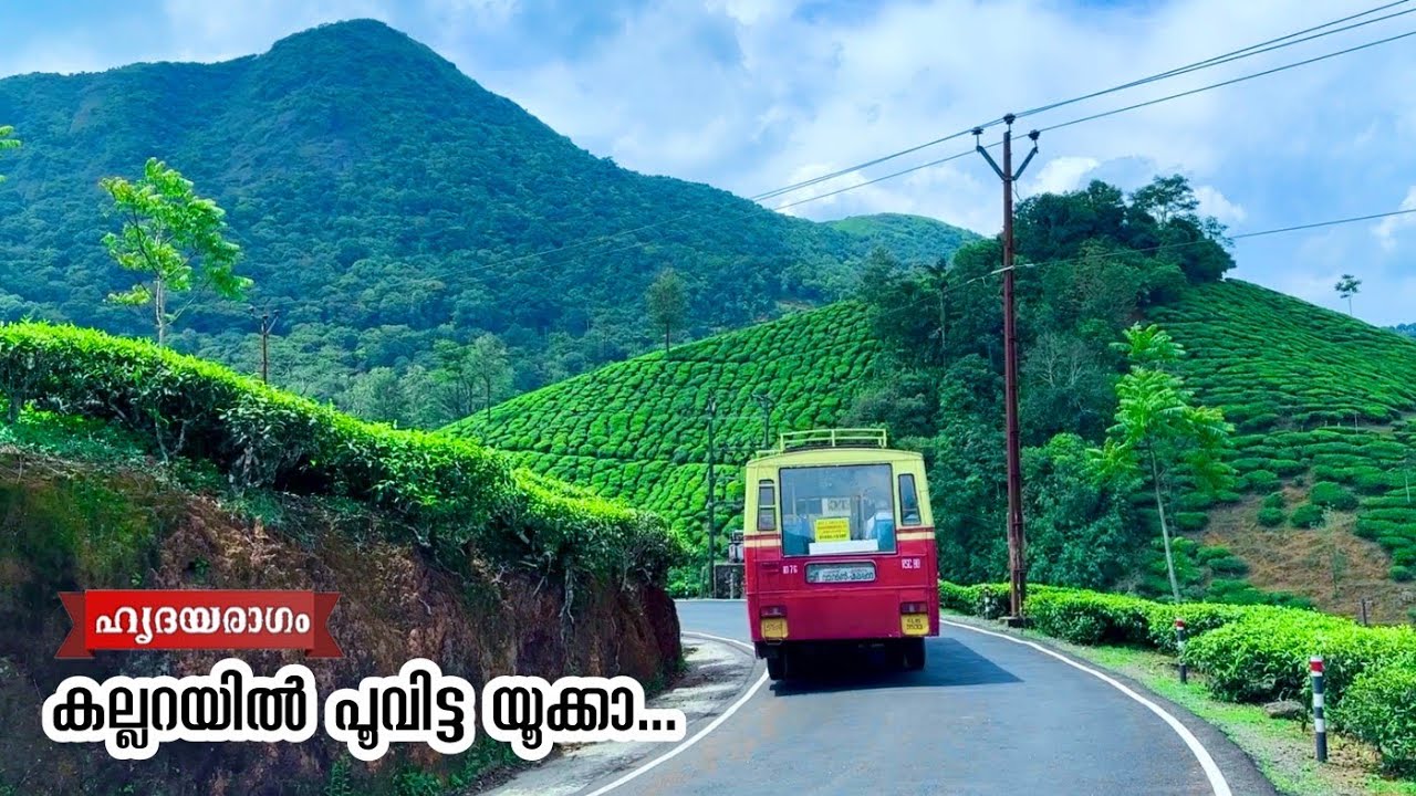 യൂക്കാ അലങ്കാരമാവുന്ന ശവക്കോട്ട കുട്ടിക്കാനം പള്ളിക്കുന്ന് CSI പള്ളിയിലാണ് | Yucca Flower @ Cemetery