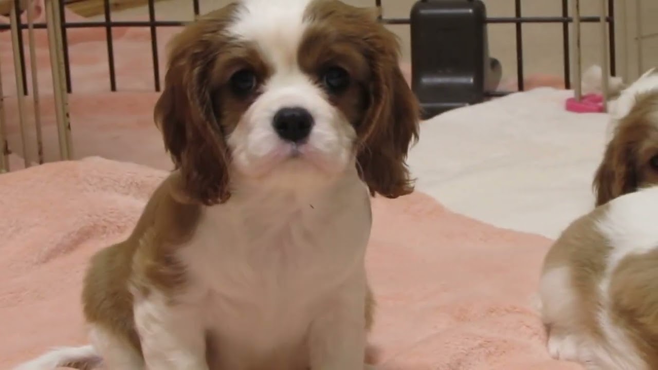 キャバリアLemongrass 52日目の子ども達 まだまだおっぱいが好き