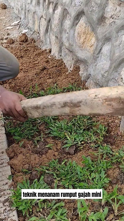 Teknik menanam rumput gajah mini #tekniksipil #duniakonstruksi