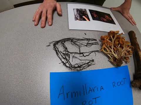 Armillaria root disease