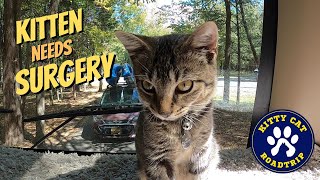 Kitten veterinarian care while living full time on the road