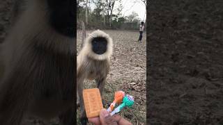 langur bhag ke a raha hai biscuit lene ke liye🥯🌲🌲#animals#monkey#shortvideo#langur#cute#bandar