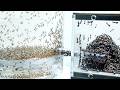 コバエ10000匹の巣にアリ1000匹が侵入すると…とんでもないことになった