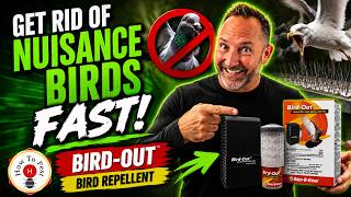How to Get Rid of Birds Fast | Bird-Out Bird Repellent by Bird-B-Gone