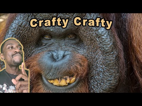 Orangutans Are HIGHLY Intelligent! | Casual Geographic Reaction