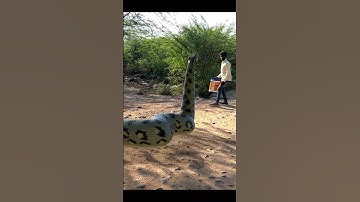 Anaconda Snake Attack 4 🐍 P1 #shorts #snake #python #snakevideo #snakes #anaconda