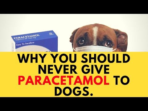 आपको कुत्तों को पैरासिटामोल क्यों नहीं देना चाहिए