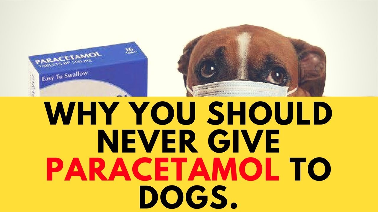 can-paracetamol-be-given-to-dogs