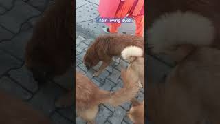 dogs viral dog