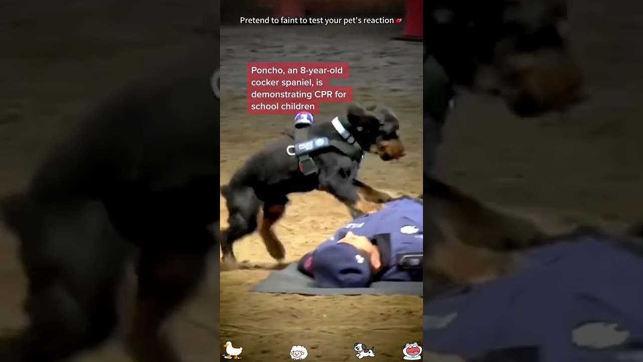 Faking Fainting to Test Your Pet's Reaction #Test #Reaction #Heartwarming #love