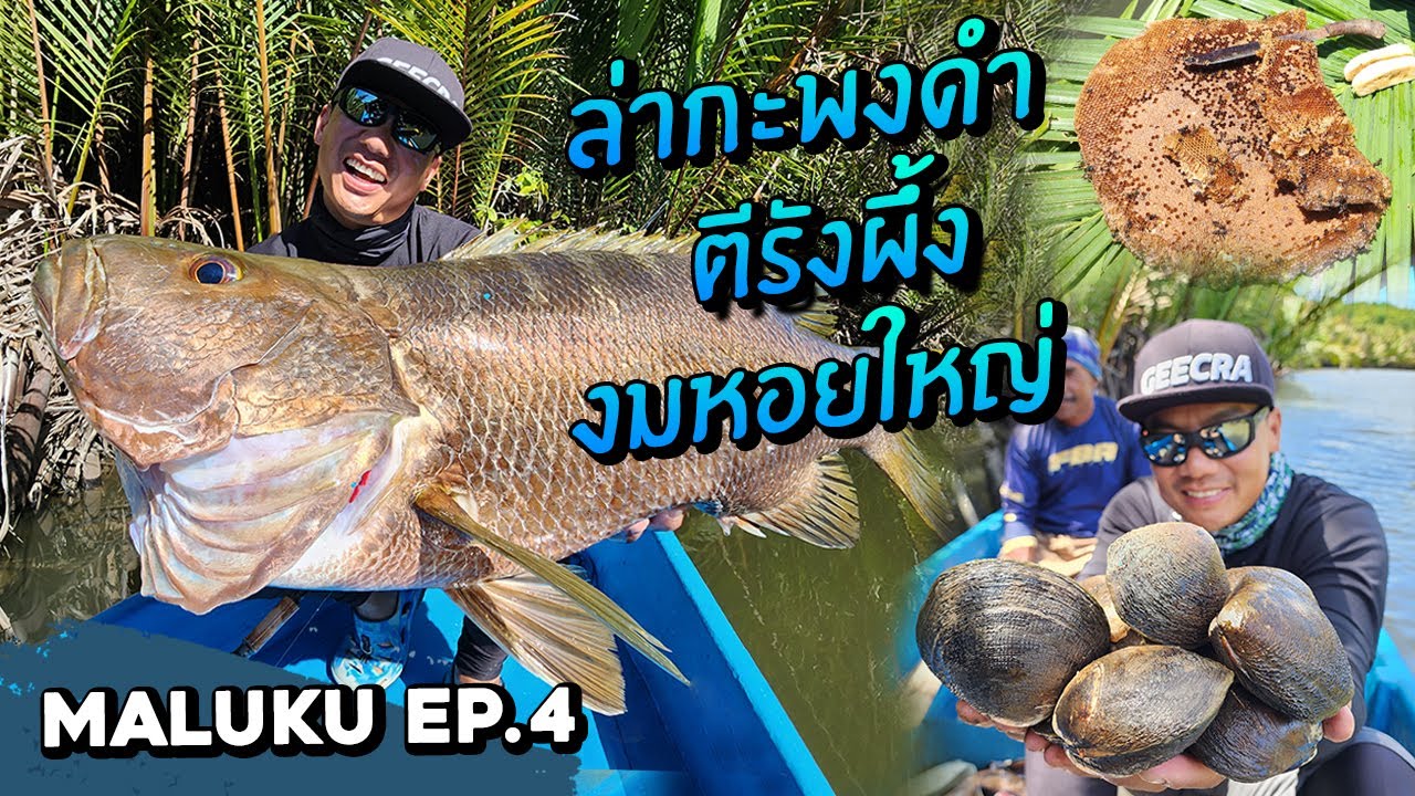 ล่ากะพงดำ ตีรังผึ้ง งมหอยใหญ่! Black Bass, Maluku EP 4: