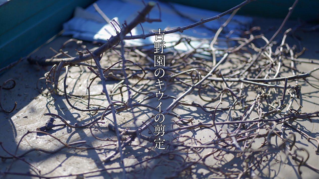 210221_キウイの剪定
