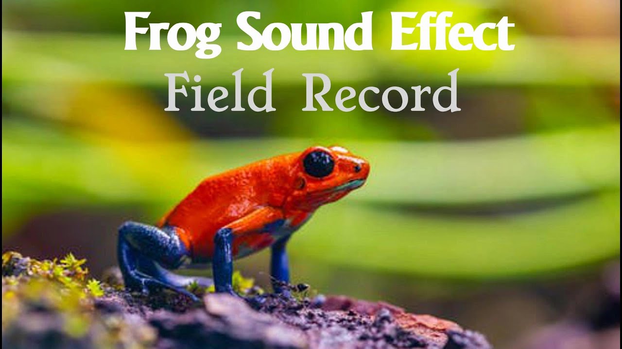 Frog Sound Effect (SFX) Field Record I Frog Croak Sound Effects I