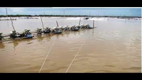 Nguyên nhân và cách khắc phục ao nuôi tôm thẻ chân trắng nước có màu tảo đỏ