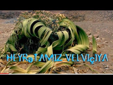 Video: Niyə heyrətamiz deməkdir?