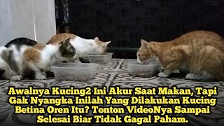 Awalnya Kucing2 Ini Akur Saat Makan, Tapi Liat Inilah Yang Dilakukan Kucing Betina Warna Oren Itu??