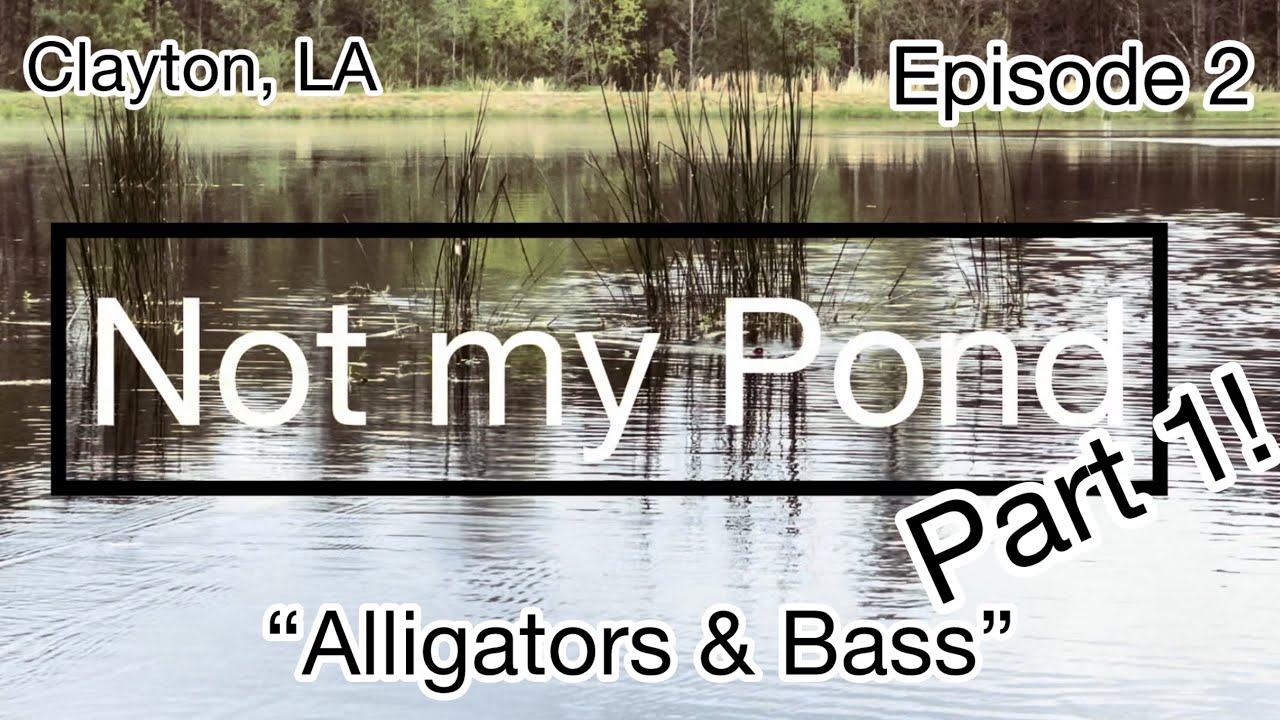 Alligators, BASS, and CATCHES… Oh My!! #bass #bassfishing #pondlife #ponds #pondfishing #fishing