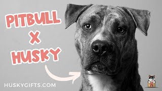 Pitbull X Husky Pitsky Pitbull Husky Mix Breed Guide