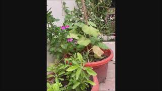 Organic vegetables pics from my terrace garden. New Delhi.