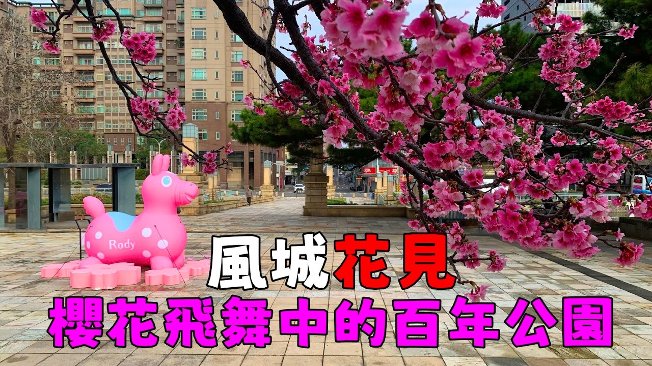 【風城花見 櫻花飛舞中的新竹公園】【悠閒生活】新竹公園櫻花|新竹賞櫻景點|2026新竹櫻花季|麗池湖畔櫻花|新竹日式建築|新竹免費景點|風城賞花|河津櫻