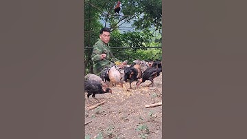 gà rừng đập cánh gáy cực hay.qaib qus ya ntxuaj ti zoo tiag tiag