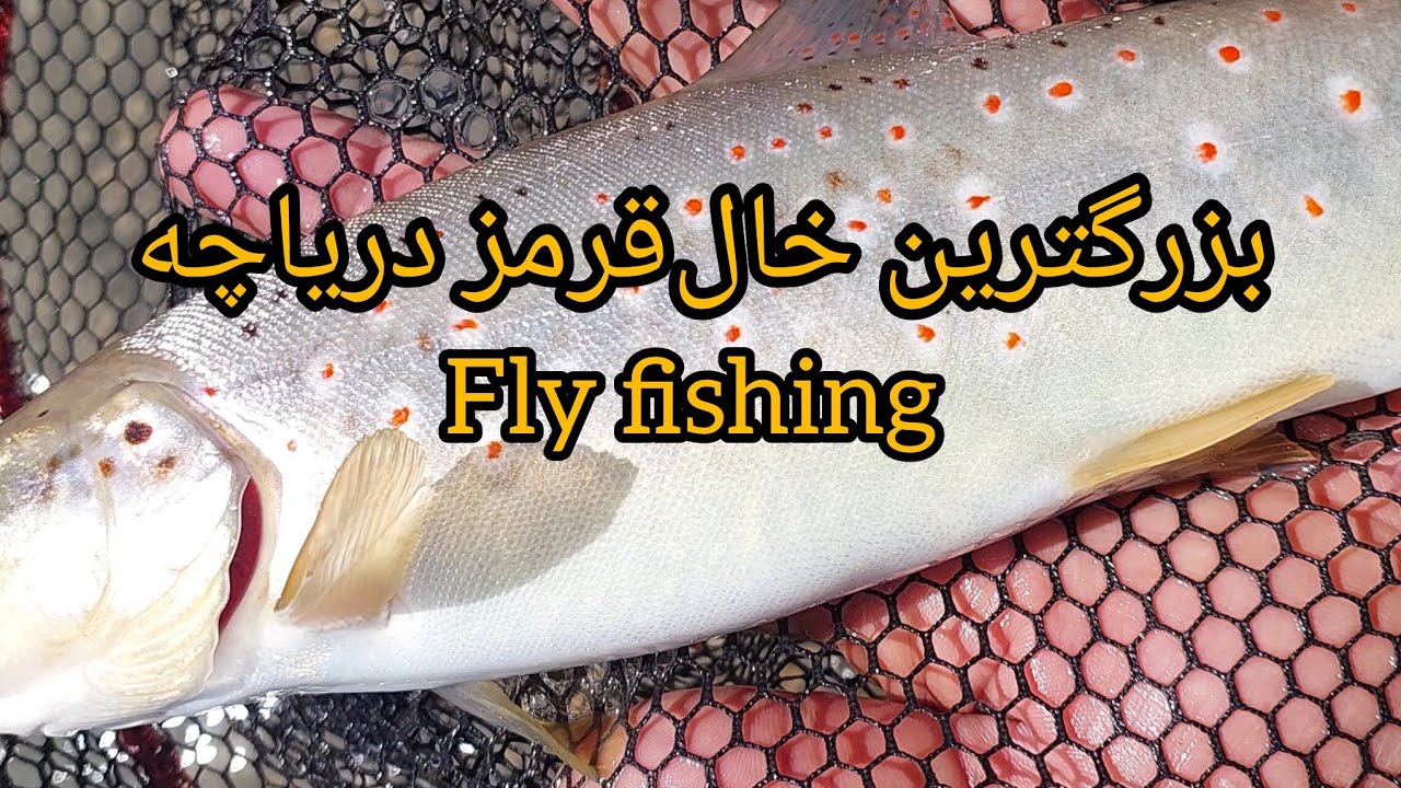 صید بزرگترین خال قرمز تالاب اسک   fly fishing for lake trout 