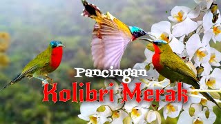 Suara pancingan burung Kolibri Merak