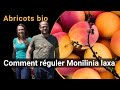 Rguler monilinia laxa dans les abricots bio