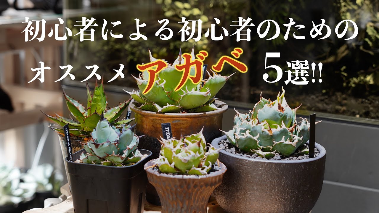 【沼】初心者がオススメするアガベ5選はこれ